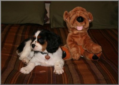 Macha ( Cavalier King Charles )