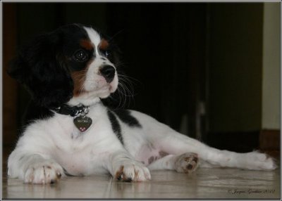 Macha ( Cavalier King Charles )