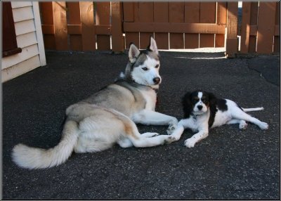 Macha ( Cavalier King Charles ) & Louna ( Husky Sibérien )