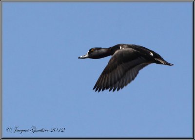 Fuligule à collier ( Ring-necked Duck )