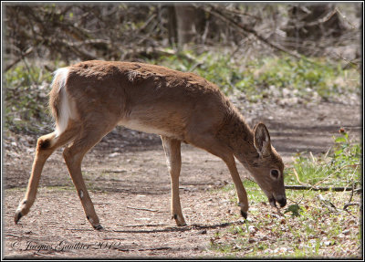 Cerf de Virginie