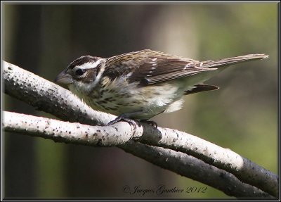 Cardinal  poitrine rose ( Rose-breasted Grosbeak )