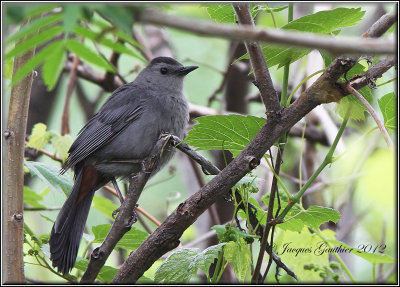 Moqueur chat ( Gray Catbird )