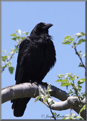 Corneille d'Amrique ( American Crow )