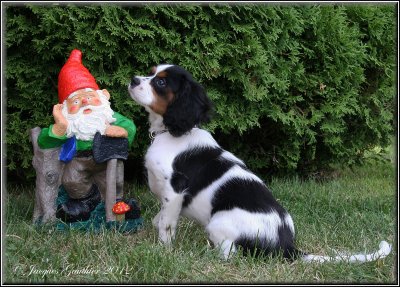 Macha ( Cavalier King Charles )