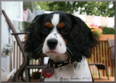  Macha ( Cavalier King Charles ) 