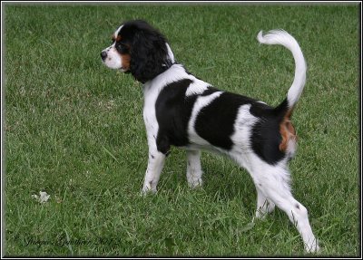  Macha ( Cavalier King Charles ) 