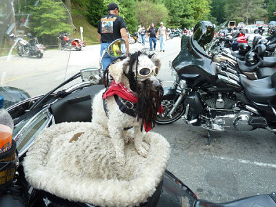 113 Goin' to Carolina 2011.JPG