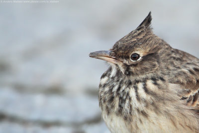 Crested Lark