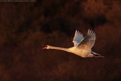 Mute Swan