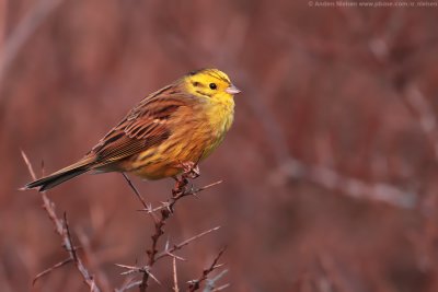 Yellowhammer