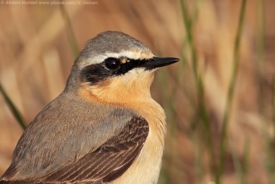 Northern Wheatear