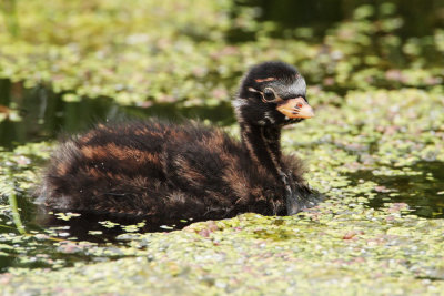 Little Grebe