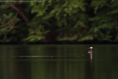 Great Crested Grebe