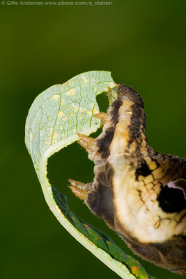 Elephant Hawk-moth