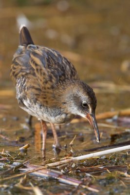 Water Rail