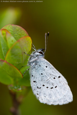 Holly Blue
