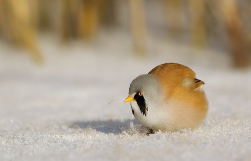 Baardmannetje/Bearded Tit