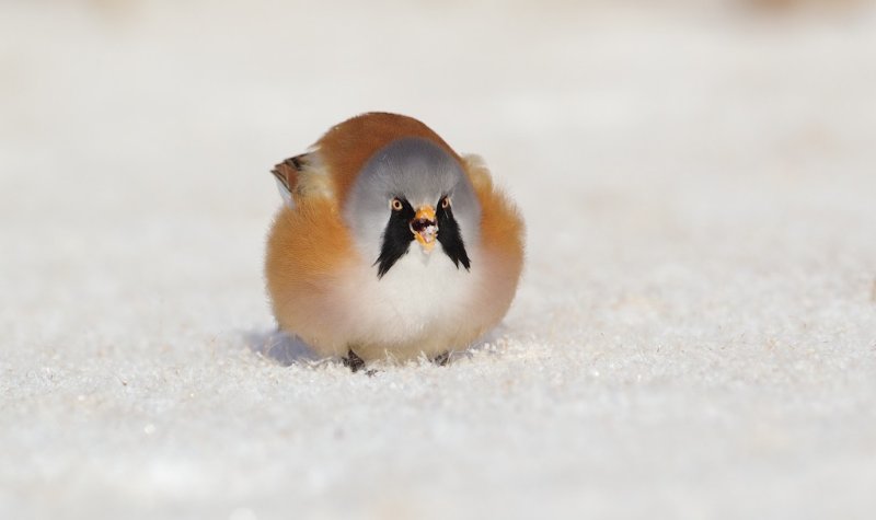 Baardmannetje/Bearded Tit