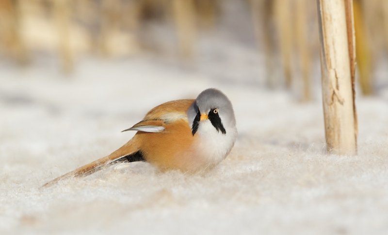 Baardmannetje/Bearded Tit