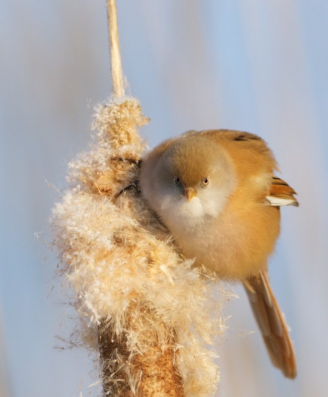Baardmannetje/Bearded Tit