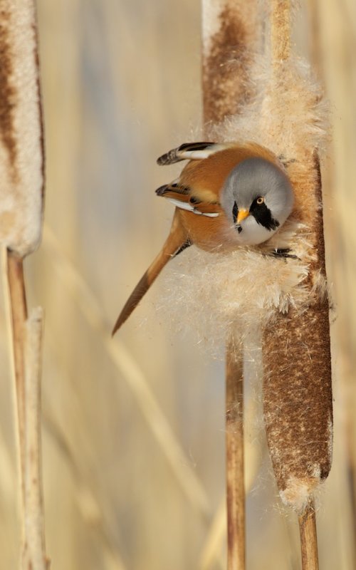 Baardmannetje/Bearded Tit