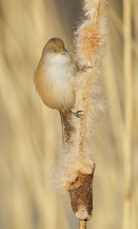 Baardmannetje/Bearded Tit