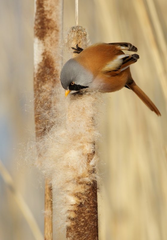 Baardmannetje/Bearded Tit