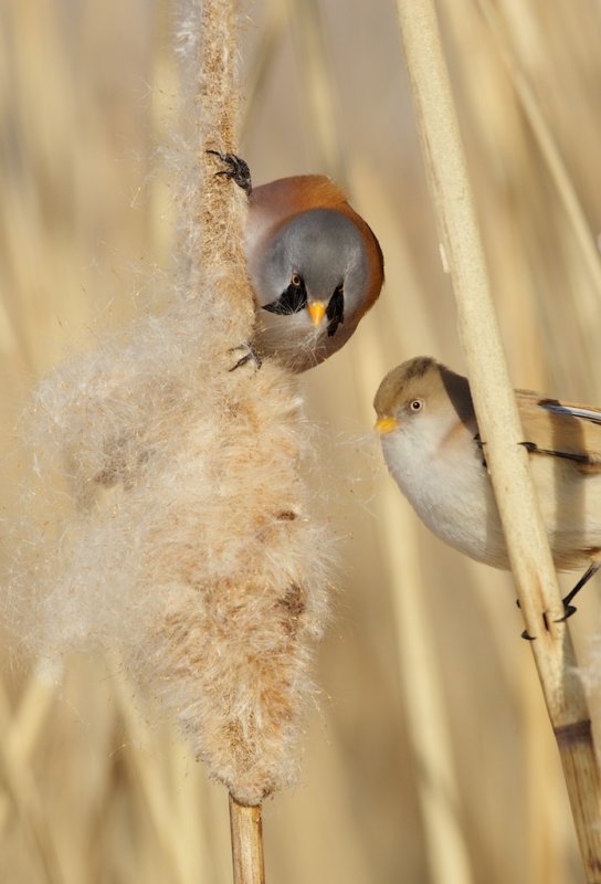 Baardmannetje/Bearded Tit