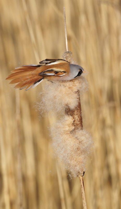 Baardmannetje/Bearded Tit