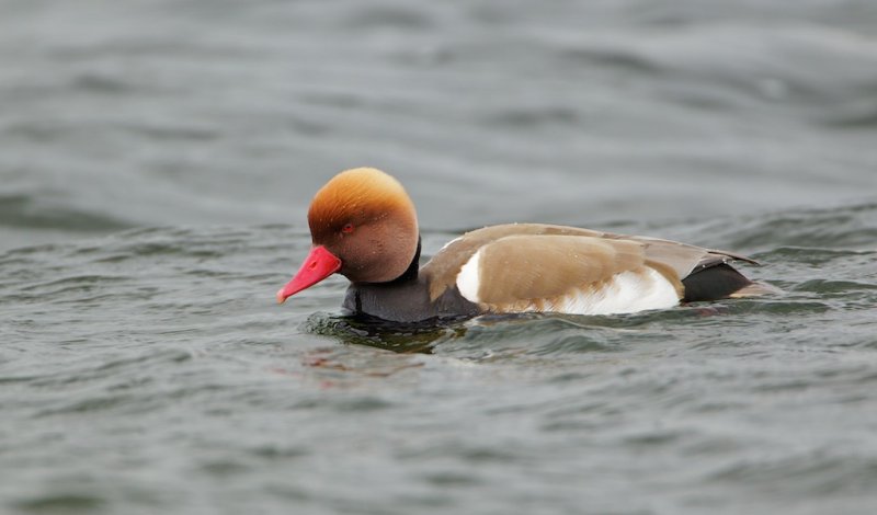 Krooneend/Red-crested Pochard