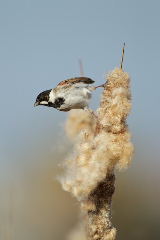 Rietgors/Reed Bunting