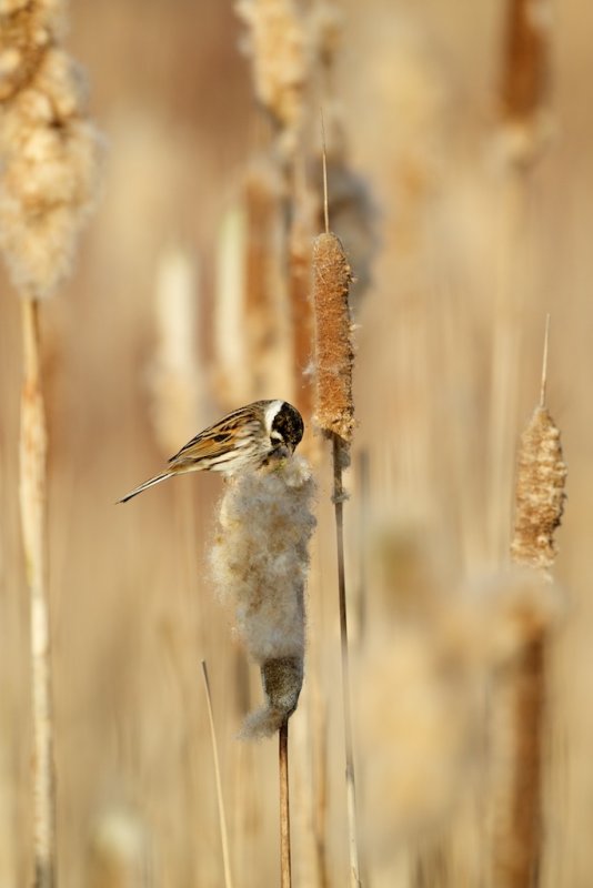 Rietgors/Reed Bunting