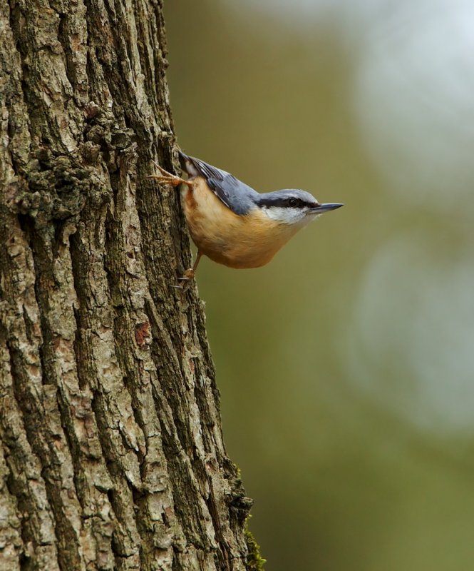 Boomklever/Nuthatch
