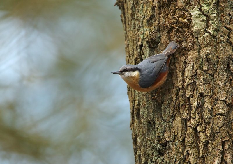 Boomklever/Nuthatch