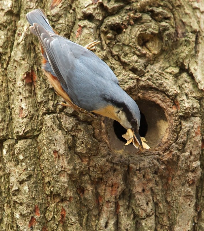 Boomklever/Nuthatch