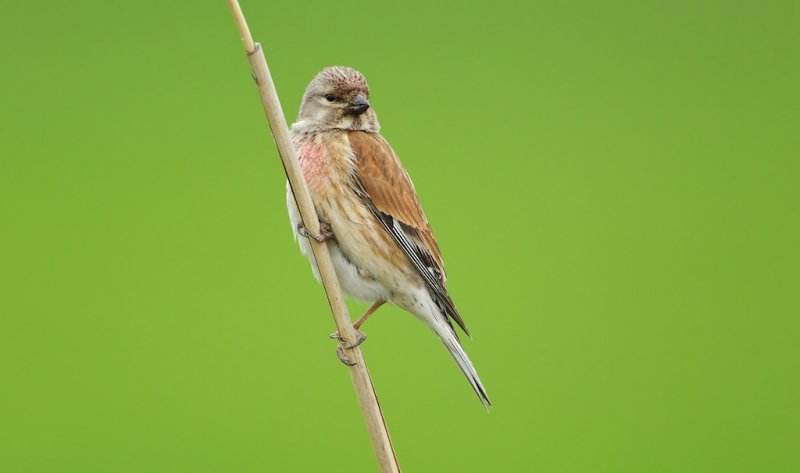 Kneu/Linnet