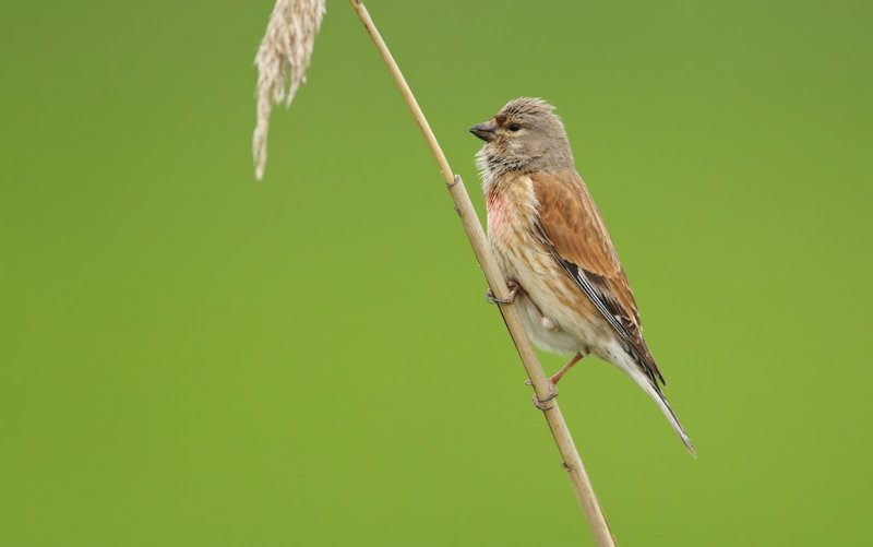 Kneu/Linnet