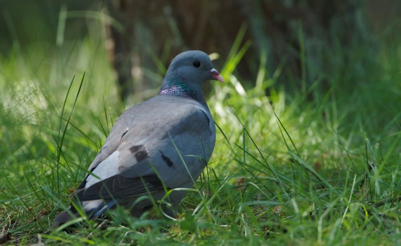 Holenduif/Stock Dove