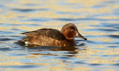 Witoogeend/Ferruginous Duck