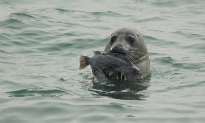 Grijze Zeehond/Gray Seal