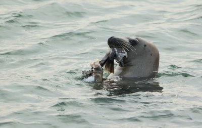 Grijze Zeehond/Gray Seal