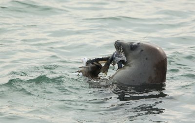 Grijze Zeehond/Gray Seal