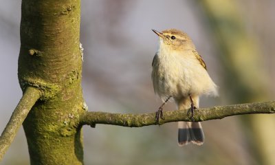 Tjiftjaf /Chiffchaff