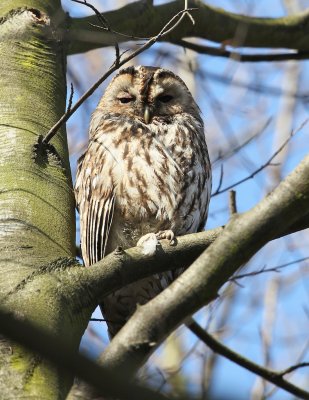 Bosuil/Tawny Owl