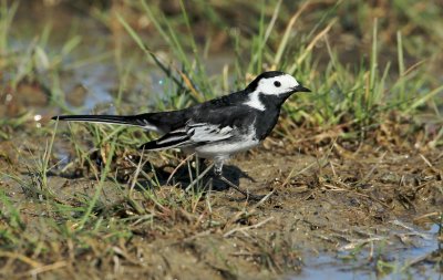 Rouwkwikstaart/Pied Wagtail (yarrellii)