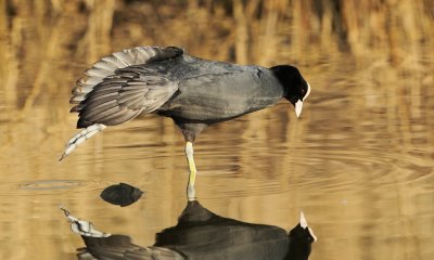 Meerkoet/Coot