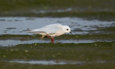 Ross' Meeuw/Ross's Gull