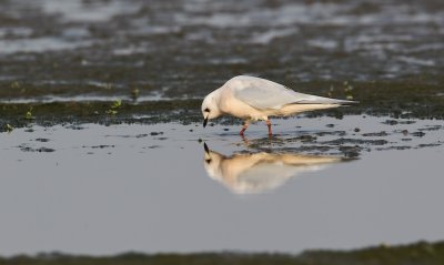 Ross' Meeuw/Ross's Gull