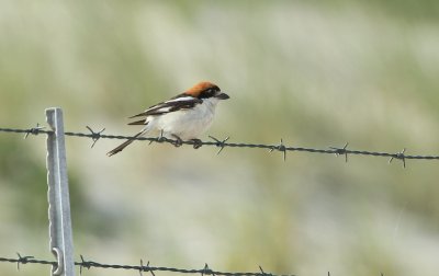 Roodkopklauwier/Woodchat Shrike